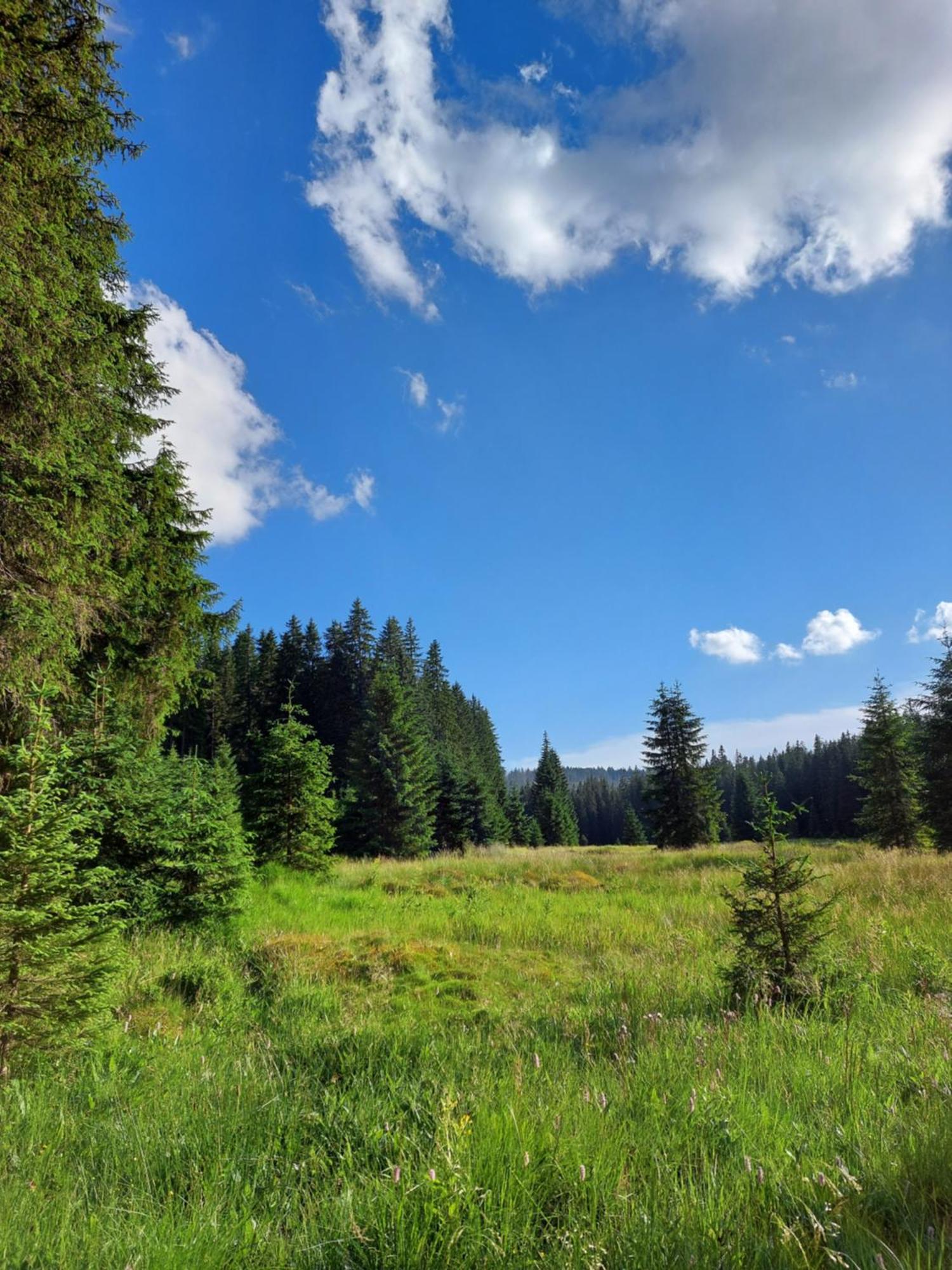 Wellness Chata Rosnatka Kvilda Zewnętrze zdjęcie